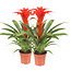 Guzmania Calypso double