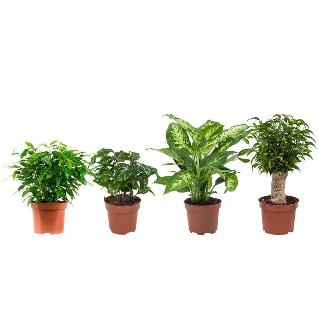Combibox hippe kamerplanten (Ficus 'Green Kinky', Koffieplant, Dieffenbachia compacta, Ficus Natasja)