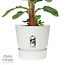 Bananenplant in Elho® Greenville pot