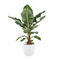 Musa bananenplant met Elho Brussels Round pot White