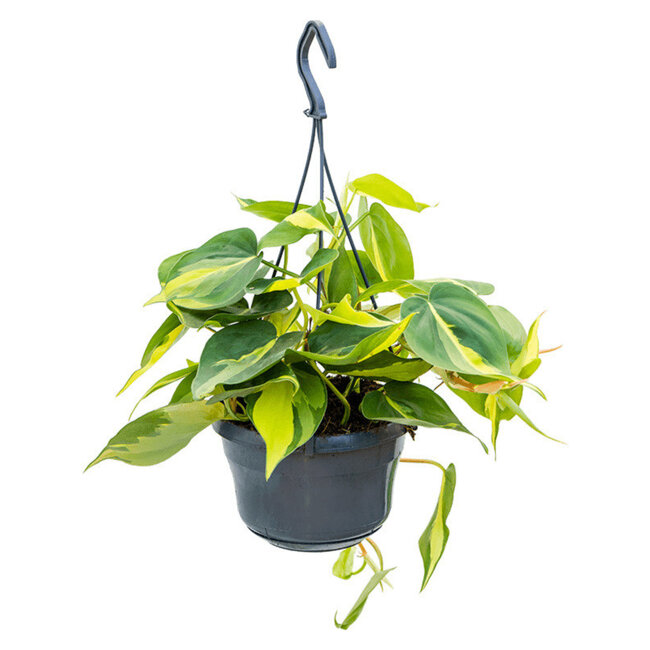 Philodendron scandens 'Brasil' (hangplant)