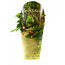 Ficus Green Kinky Sprookjesboom