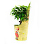 Ficus Green Kinky Sprookjesboom