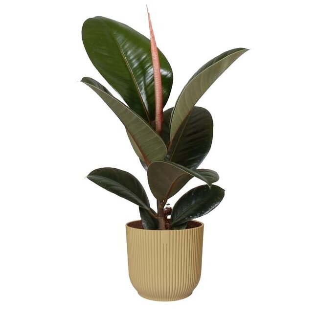 Ficus Robusta in ELHO Vibes Fold sierpot (botergeel)