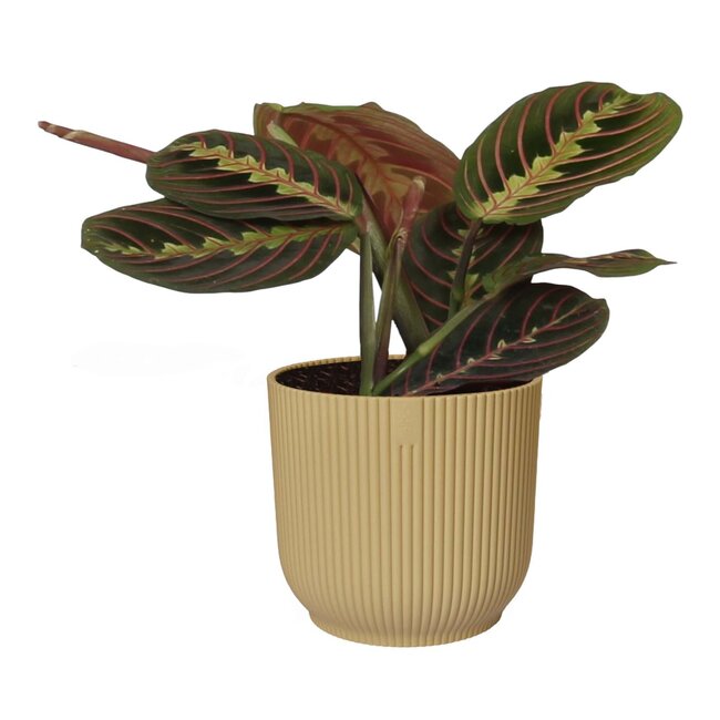 Maranta leuconeura  'Tricolor ' in ELHO sierpot Vibes Fold (botergeel)