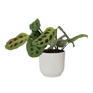 Maranta leuconeura ‘Kerchoveana’ in ELHO sierpot Vibes Fold (zijdewit)