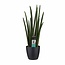 Decorum Sansevieria Cylindrica rocket met Elho brussels black