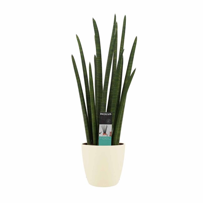 Decorum Sansevieria Cylindrica rocket met Elho brussels soap