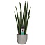 Decorum Sansevieria Cylindrica rocket in Mica sierpot Jimmy (lichtgrijs)