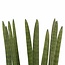 Decorum Sansevieria Cylindrica straight met Elho brussels black