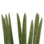 Decorum Sansevieria Cylindrica straight