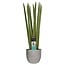 Decorum Sansevieria Cylindrica straight in Mica sierpot Jimmy (lichtgrijs)