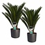 Decorum Duo Cycas Revoluta met Elho b.for antracite