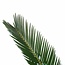 Decorum Duo Cycas Revoluta met Elho b.for antracite