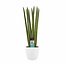 Decorum Sansevieria Cylindrica straight met Elho brussels white