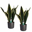 Decorum Duo Sansevieria Night Shade met Elho b.for antracite