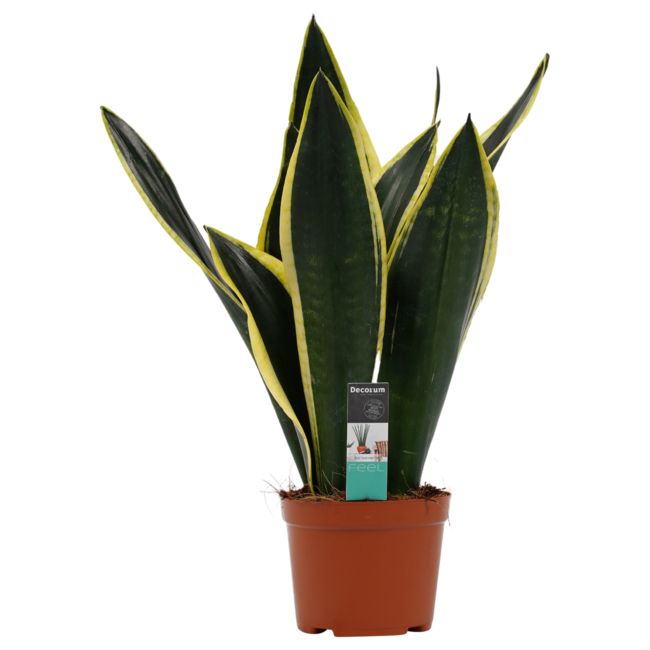 Decorum Sansevieria Night Shade