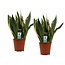 Decorum Duo Sansevieria Superba