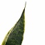 Decorum Duo Sansevieria Superba