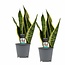 Decorum Duo Sansevieria Superba