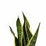 Decorum Duo Sansevieria Superba