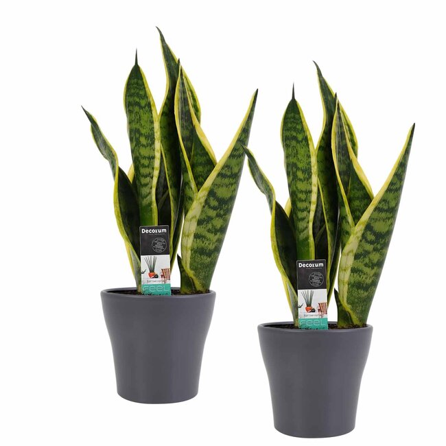 Decorum Duo Sansevieria Superba met Anna Grey potten