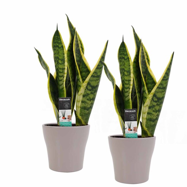 Decorum Duo Sansevieria Superba met Anna Taupe potten