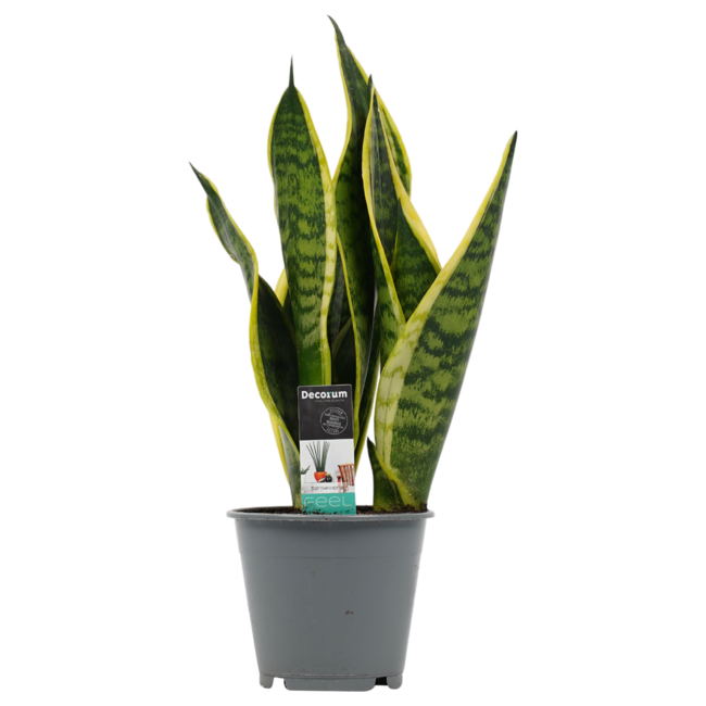 Decorum Sansevieria Superba