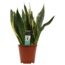 Decorum Sansevieria Superba