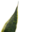 Decorum Sansevieria Superba