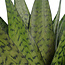 Decorum Duo Sansevieria Zeylanica