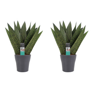 Decorum Duo Sansevieria Zeylanica met sierpot Anna grey