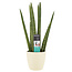 Decorum Sansevieria Cylindrica met Elho brussels soap