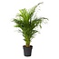 Areca palm