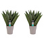 Decorum Duo Sansevieria Zeylanica met sierpot Anna taupe