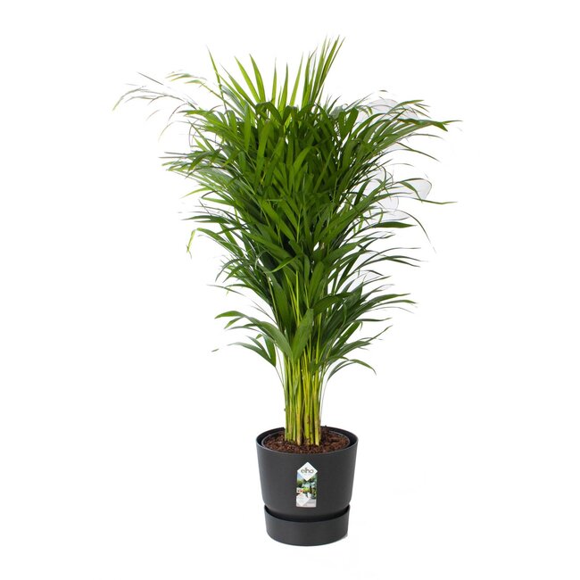 Areca met pot