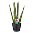 Decorum Sansevieria Cylindrica met Elho brussels living black