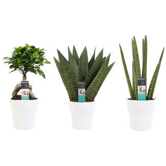 Decorum Combipakket Ficus Ginseng Bonsai geënt - Sansevieria Cylindrica - Sansevieria Zeylanica met Anna white