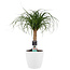 Decorum Beaucarnea Recht met Elho brussels white