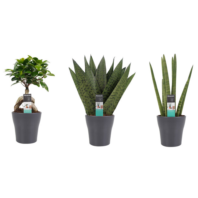 Decorum Combipakket Ficus Ginseng Bonsai geënt - Sansevieria Cylindrica - Sansevieria Zeylanica met Anna grey