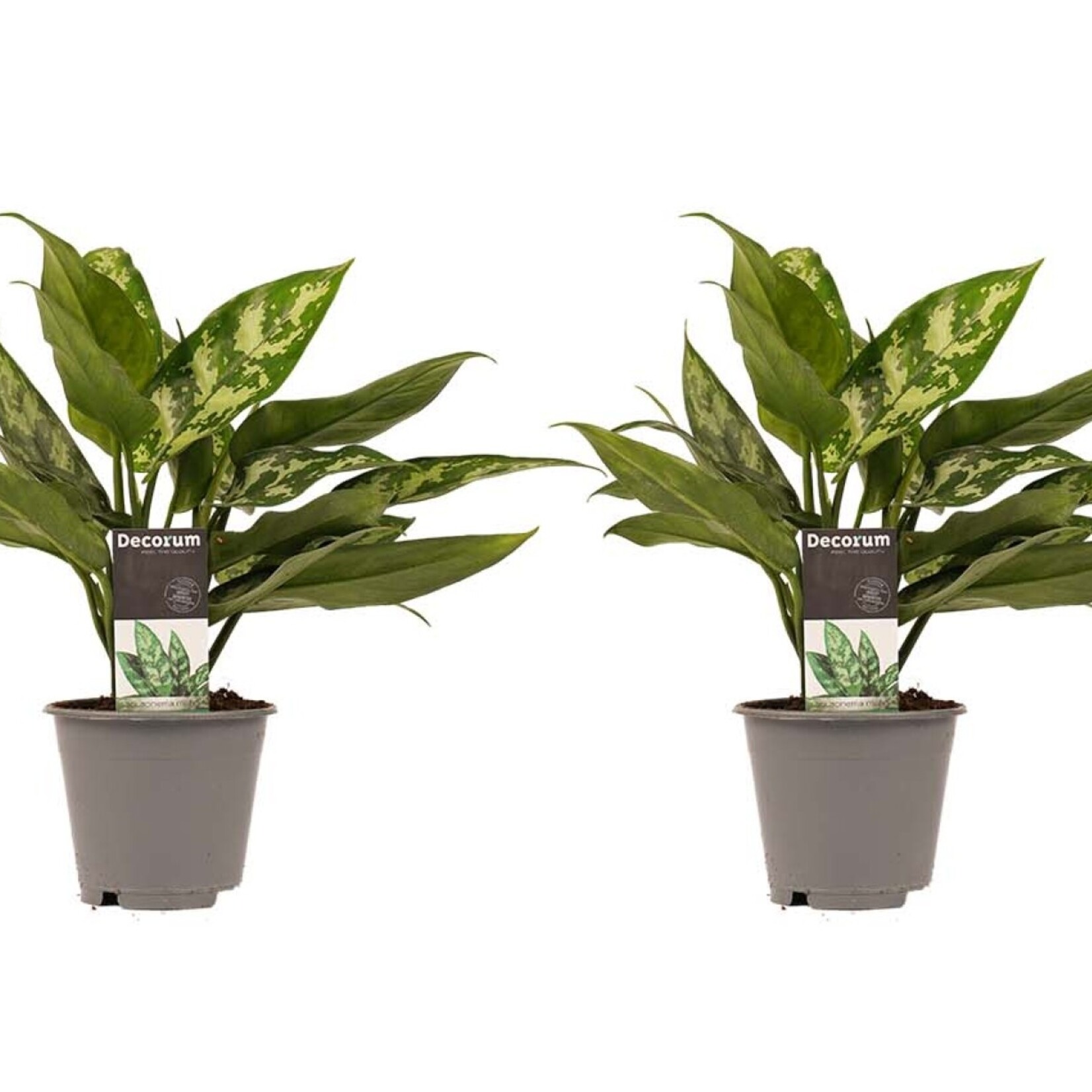 Decorum Duo 2 x Aglaonema Maria