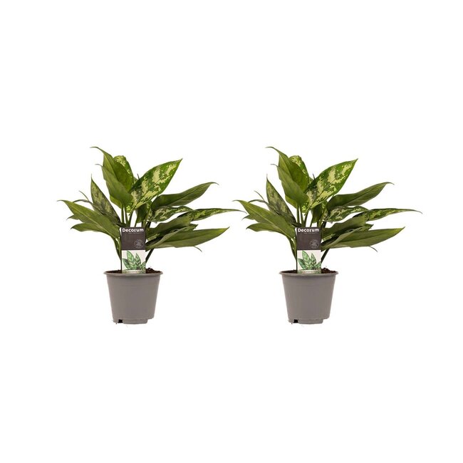 Decorum Duo 2 x Aglaonema Maria