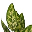 Decorum Duo 2 x Aglaonema Maria