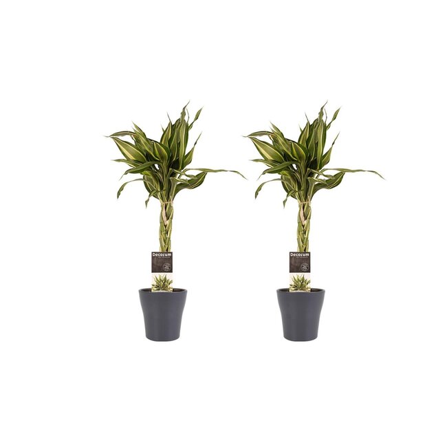 Decorum Duo 2 x Dracaena Sandriana victory met Anna grey