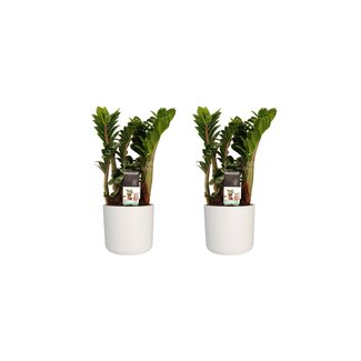 Decorum Duo 2 x Zamio Zenzi met Elho B.for soft white