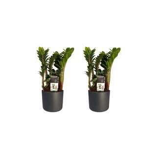 Decorum Duo 2 x Zamio Zenzi met Elho B.for soft antracite