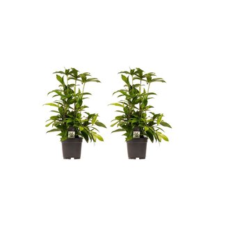 Decorum Duo 2x Dracaena Surculosa