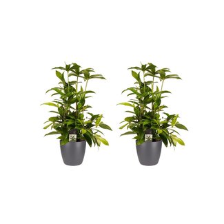 Decorum Duo 2x Dracaena Surculosaet Elho brussels antracite