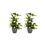 Decorum Duo 2x Dracaena Surculosaet Elho brussels antracite