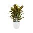 Decorum Cordyline Kiwi toef met Elho brussels white